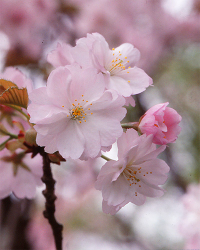 祇王寺祇女桜