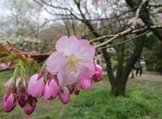 兼六園熊谷