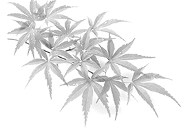 「茶事 風炉」