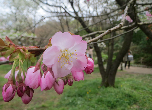 兼六園熊谷